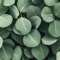 Huile d'eucalyptus
