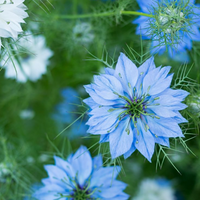 Huile de nigelle